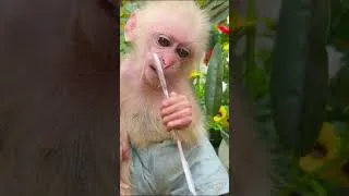 Thumbnail: Monkey Obi takes the puppy's fruit  #animalshome #obi #cute #monkey #funny #animals #cutebab