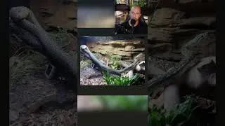 Thumbnail: Advice for Carpet Python Set Up