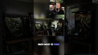 Thumbnail: Incredible Reptile Room!