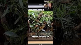 Thumbnail: 3 Top Tier Reptile Set ups!