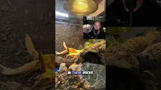 Thumbnail: Best Reptile Hot Spot Tip!