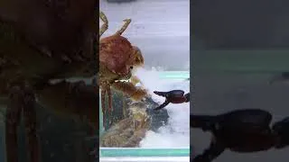 Thumbnail: Smoking Crab