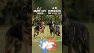 Thumbnail: East German Shepherd vs West German Shepherd: Comparing Physical Development and Temperament
