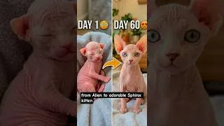 Thumbnail: Sphynx cat Transformation #shots #cat #viral #animals #kitten