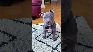 Thumbnail: Before & After Animals Growing Up. Amazing Animal Transformation #animalsofyoutube #animals