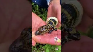 Thumbnail: Before & After Animals Growing Up. Amazing Animal Transformation #animalsofyoutube #animals