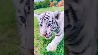 Thumbnail: Before & After Animals Growing Up. Amazing Animal Transformation #animalsofyoutube #animals