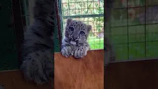 Thumbnail: Before & After Animals Growing Up. Amazing Animal Transformation #animalsofyoutube #animals