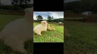 Thumbnail: Baby monkey protec