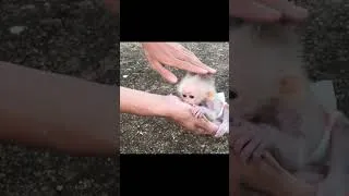 Thumbnail: Baby monkey  is eating longan fruit