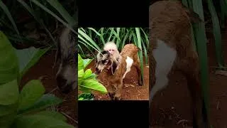 Thumbnail: Baby monkey think the goat is her dad