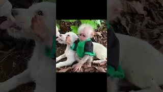 Thumbnail: Cute puppies and baby monkey