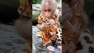 Thumbnail: Baby monkey goes fishing P2  #animalshome #funny #monkey #animalshomeht #cute #babymonkey