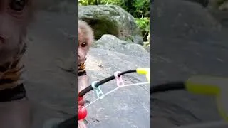 Thumbnail: Baby monkey goes fishing P1  #animalshome #funny #monkey #animalshomeht #cute #babymonkey