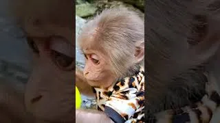 Thumbnail: Baby  monkey eat noodle  #animalshome #monkey #animalshomeht #funny #cute #babymonkey