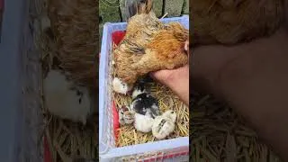Thumbnail: 🔥 What I Found Under This Broody Hen Was Amazing! 🐔🥚🐣# #backyardchickens #chicks #hen