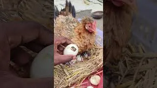 Thumbnail: She Hatched Her Babies Right Under Her Wings! 🐔❤️🐣 #shorts #egghatching