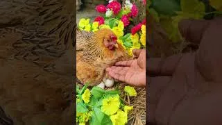 Thumbnail: Beautiful Hen Hatching Eggs in a Flower Garden 🌸🐔#shorts # #backyardchickens #egg