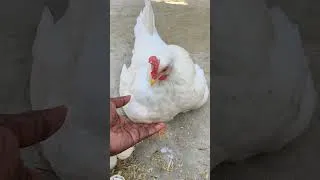 Thumbnail: Touching a Hen on Her Nest #shorts