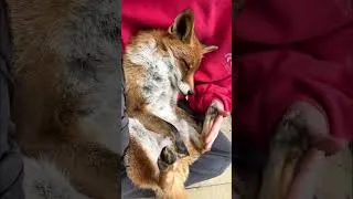 Thumbnail: Fox Kiki taking a little nap 💤🦊❤️