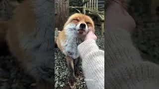 Thumbnail: That satisfying sound when fox Kiki is petted 🥰🦊 Who else has a furry friend that does this? 😍