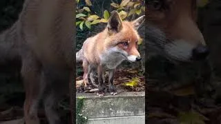 Thumbnail: Kiki the Fox has the cutest face 🥰