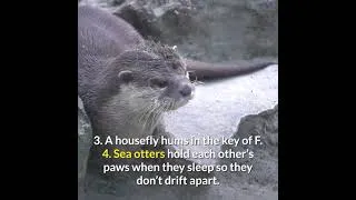 Thumbnail: Animal #Shorts fact video | Amazing #pet facts Part 6