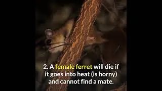 Thumbnail: Animal #Shorts fact video | Amazing #pet facts Part 5