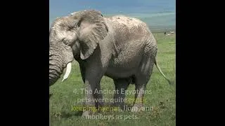 Thumbnail: Animal #Shorts fact video | Amazing #pet facts Part 12