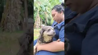 Thumbnail: Helpless Dog Struggled to Walk Until Dedicated Care Gave Her a Second Chance