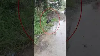 Thumbnail: She Was Found Weak and Alone But Five Weeks Later Everything Had Changed