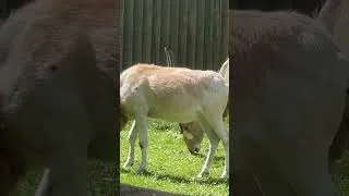 Thumbnail: Giant Horned Cattle 🐂 #shorts