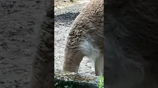 Thumbnail: Adorable Alpacas Up Close 🦙 #shorts