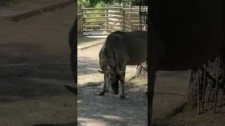 Thumbnail: Majestic Horned Cattle 🐂 #shorts