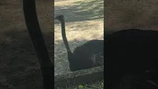 Thumbnail: Curious Ostriches Up Close 🦩 #shorts