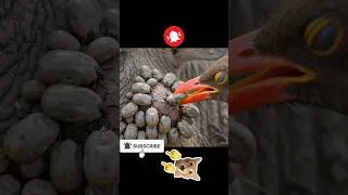 Thumbnail: Bird and wild boar symbiosis. #animals #symbiosis