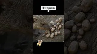 Thumbnail: Picking bugs off the body. #wildlife #animals #animalworld