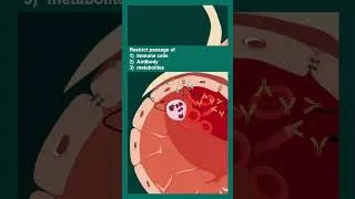 Thumbnail: Blood brain barrier | How the Blood–Brain Barrier Protects the Brain