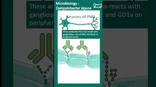 Thumbnail: Campylobacter Jejuni pathogenesis |  Animated biology with Arpan