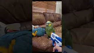 Thumbnail: Parrots play dead