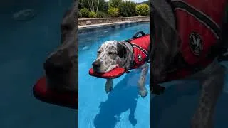 Thumbnail: Dog summer time in the pool 🐕🌊