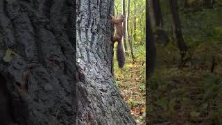 Thumbnail: 🐿️ Red Squirrel