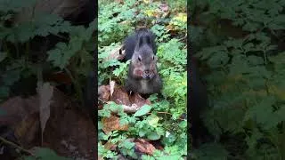 Thumbnail: 🐿️ Squirrel eating