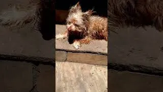 Thumbnail: My Beautiful Dog Brownie In 2022