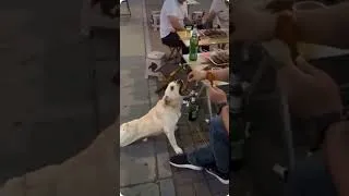 Thumbnail: Dog Tricks Man In To Giving Him Food 🤣🤣