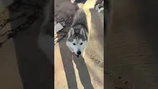 Thumbnail: my dog