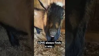 Thumbnail: True love conquers ALL 🐐❤️