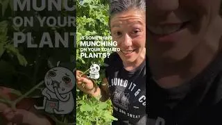 Thumbnail: BEWARE of Hornworms 🧑‍🌾
