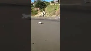 Thumbnail: Twinkles Chases a Tennis Ball at Muir Beach