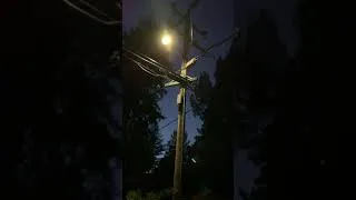 Thumbnail: Howling in Mill Valley